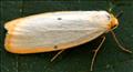 2040 Four-dotted Footman